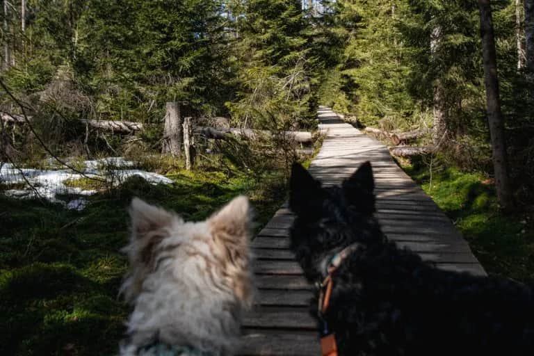 Góry z psem w Polsce: Legalne szlaki i praktyczny przewodnik