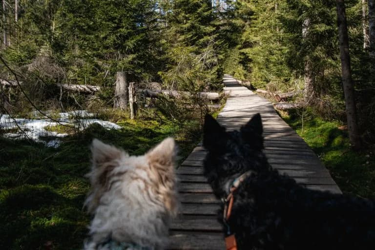 Góry z psem w Polsce: Legalne szlaki i praktyczny przewodnik