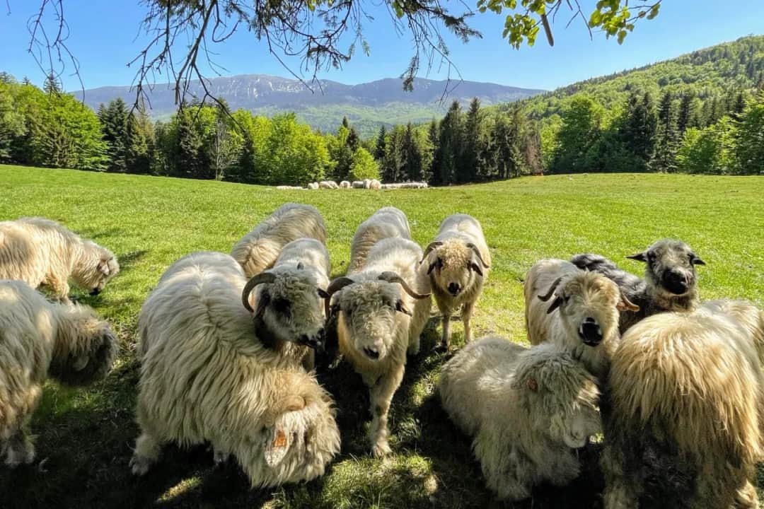Hala Barankowa bacówka: tradycyjne sery i historia, której nie znasz